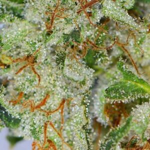 Midnight Splendor Premium Indica