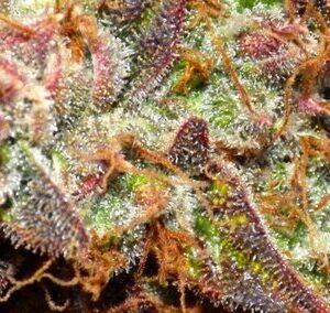 Jungle Cake Topshelf Hybrid