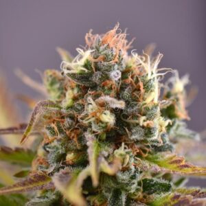 Purple Punch Designer Hybrid